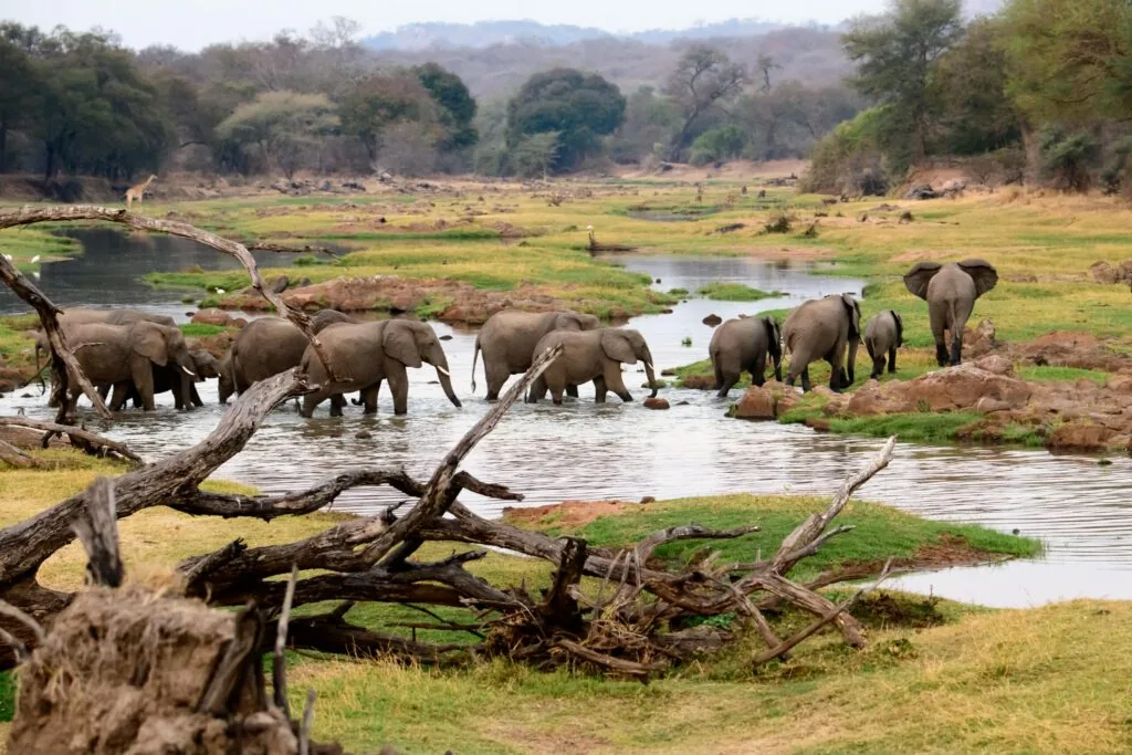 Ruaha baobab wilderness